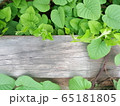 Green leaves on a wooden wall. A wooden fence overgrown with leaves 65181805