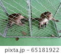 monkey in cage 65181922