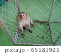 monkey in cage 65181923