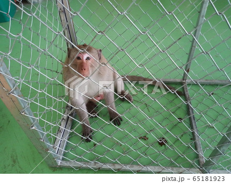 monkey in cage 65181923