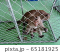 monkey in cage 65181925
