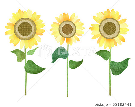 素材 ひまわりのイラスト素材