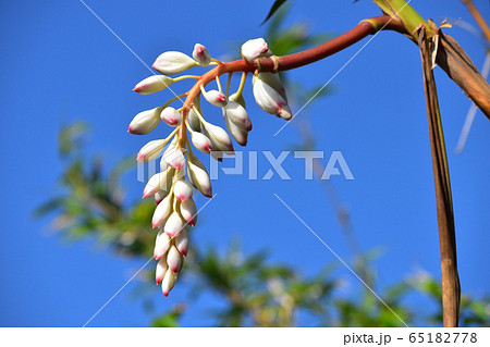 沖縄県に咲いている月桃の花 65182778