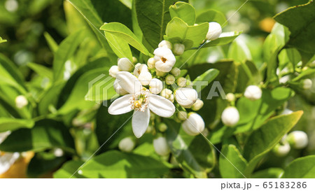 夏みかんの花1 65183286