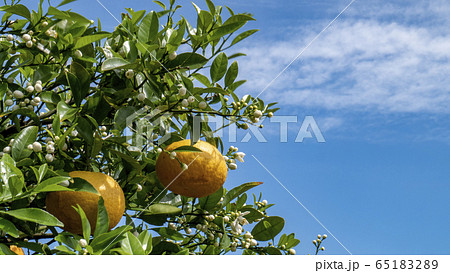 夏みかんと青空1 65183289