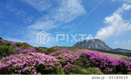 ツツジ 白鹿潭 漢拏山 65183619