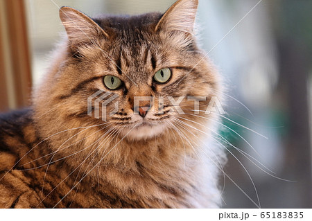 窓際に座るネコ 65183835