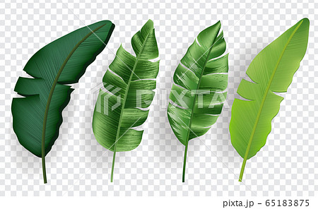 Set of realistic vector tropical banana leaves... - Stock Illustration  [65183875] - PIXTA