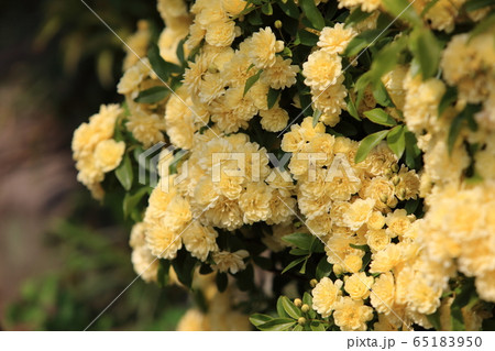 モッコウバラ モッコウバラ 65183950