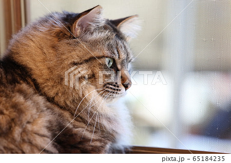 窓際に座るネコ 65184235