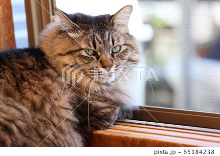 窓際に座るネコ 65184238