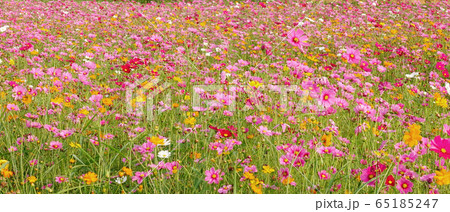 beautiful cosmos flowers                                                        65185247