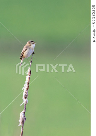 small song bird Sedge warbler, Europe wildlife 65185259
