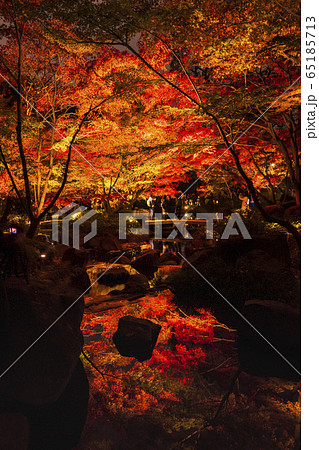 杉並荻窪大田黒公園の紅葉ライトアップ 65185713