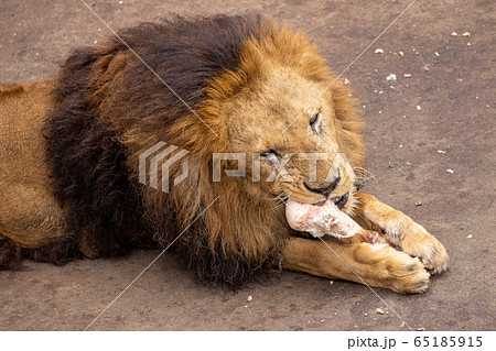 ライオンの食事の写真素材