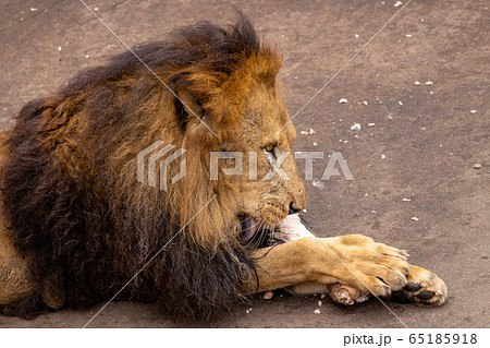 ライオンの食事の写真素材