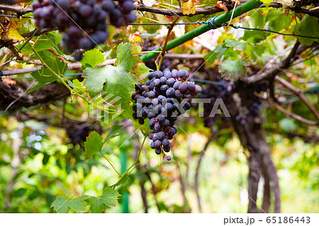 Many Organic Bunches of Grapes for Wine Production Growing At Vineyard Many Organic Bunches of Grapes for Wine Production Growing At Vineyard 65186443
