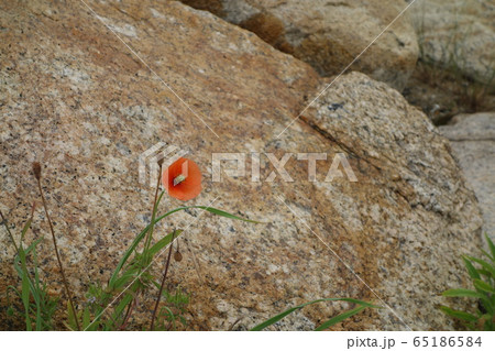 花一輪 きららビーチ焼野　山陽小野田市 65186584
