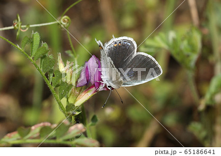 ツバメシジミ 65186641