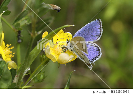 ツバメシジミ 65186642