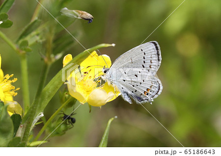 ツバメシジミ 65186643
