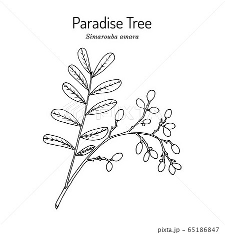Paradise tree simarouba amara , medicinal plant Paradise tree simarouba amara , medicinal plant 65186847