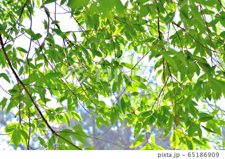 新緑の森 65186909