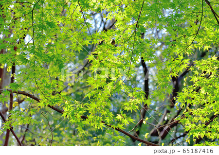 新緑の森 65187416
