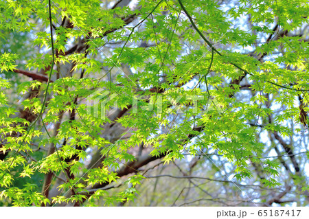 新緑の森 65187417