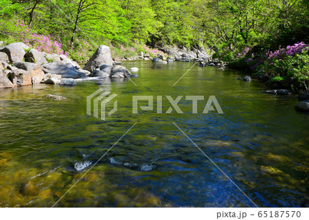 ダルグン谷 ベムサゴル 木 65187570