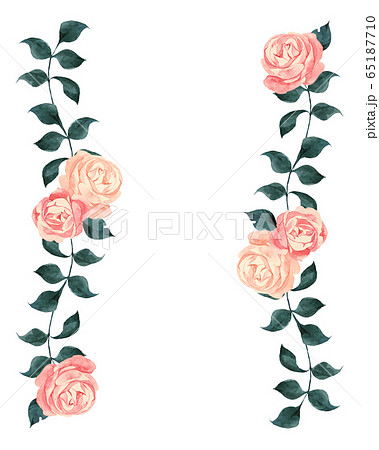 ピンクの薔薇のボーダーラインのイラスト素材