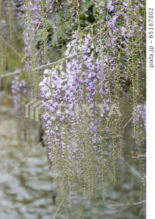 藤の花 65187802