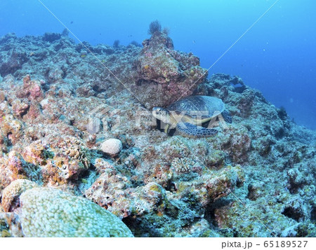 石垣島のウミガメ 石垣島のウミガメ 65189527