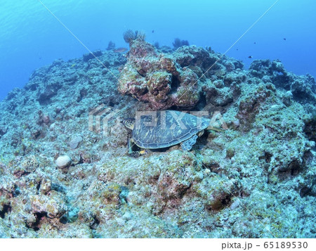 石垣島のウミガメ 石垣島のウミガメ 65189530