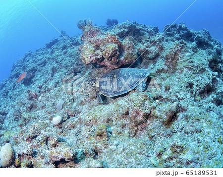 石垣島のウミガメ 65189531