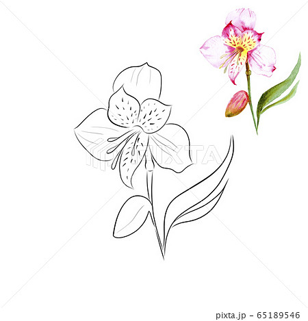 Alstroemeria Flower Contour For Decorating のイラスト素材