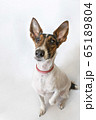 Parson russell terrier dog with erect ears. 65189804