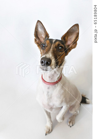 Parson russell terrier dog with erect ears. 65189804