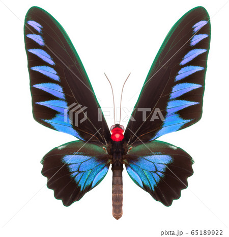 Blue butterfly isolated on a white background Blue butterfly isolated on a white background 65189922
