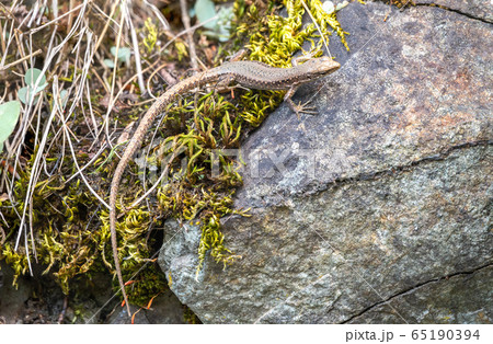 Lizard Darevskia alpina sits on a stone and moss Lizard Darevskia alpina sits on a stone and moss 65190394