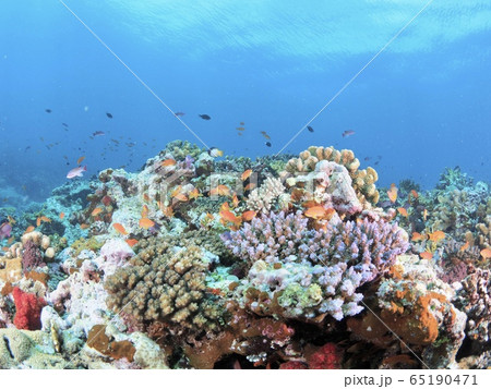 フィジーの海 65190471