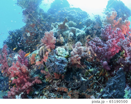 フィジーの海 フィジーの海 65190500