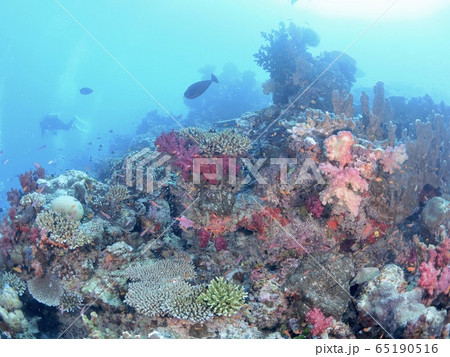 フィジーの海 フィジーの海 65190516
