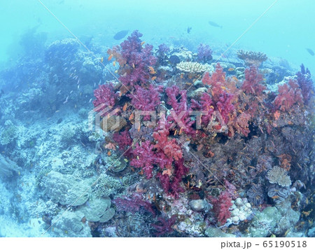 フィジーの海 65190518