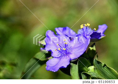 ムラサキツユクサ(紫露草) ムラサキツユクサ(紫露草) 65190653