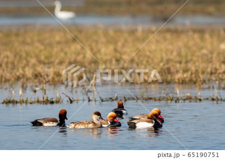 Red crested pochard family or flock floating in blue water of keoladeo. wildlife scenery frame at keoladeo national park or bird sanctuary, bharatpur, rajasthan, india - Netta rufina Red crested pochard family or flock floating in blue water of keoladeo. wildlife scenery frame at keoladeo national park or bird sanctuary, bharatpur, rajasthan, india - Netta rufina 65190751