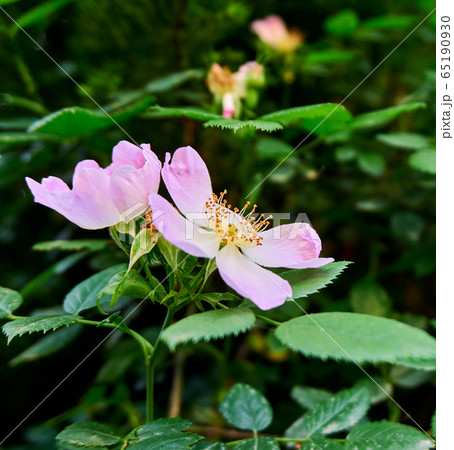 Beautiful wild roses in nature Beautiful wild roses in nature 65190930