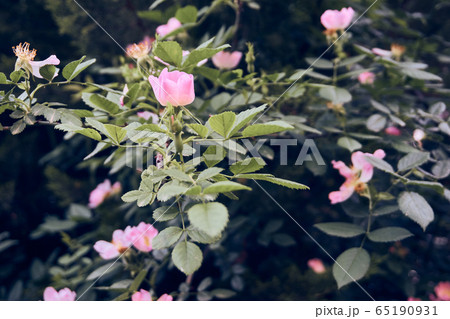 Beautiful wild roses in nature Beautiful wild roses in nature 65190931