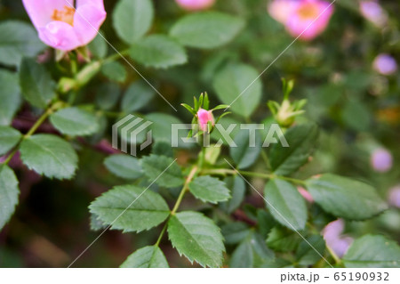 Beautiful wild roses in nature 65190932