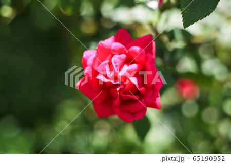敵 バラの花 赤色 65190952